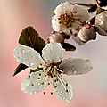 Announcing Spring