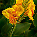 Canna Blossom