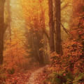Walk Into The Mist